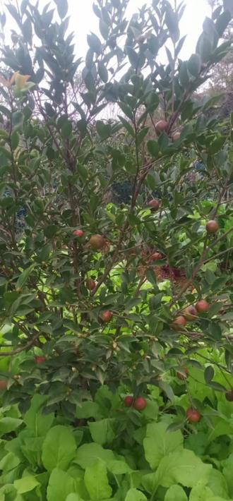 希冀“新”能量 | “绿色希冀”助力唐山电动重卡“吃”上阳光餐