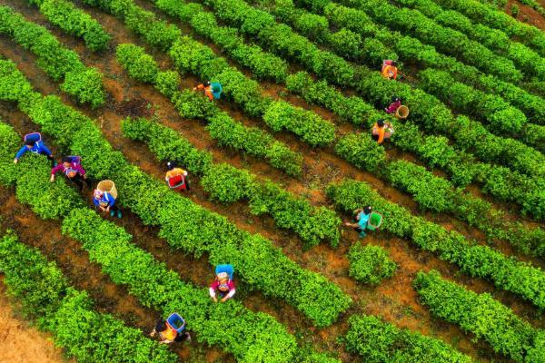 茶山披“光”甲